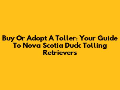 Buy Or Adopt A Toller: Your Guide To Nova Scotia Duck Tolling Retrievers