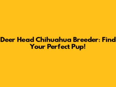 Deer Head Chihuahua Breeder: Find Your Perfect Pup!
