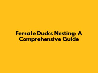 Female Ducks Nesting: A Comprehensive Guide