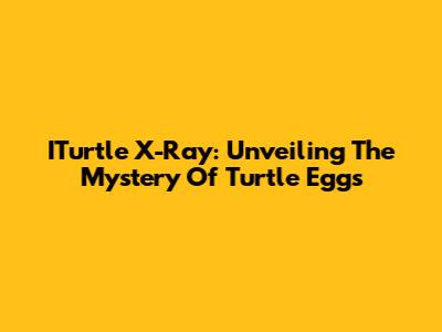 ITurtle X-Ray: Unveiling The Mystery Of Turtle Eggs