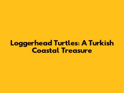 Loggerhead Turtles: A Turkish Coastal Treasure