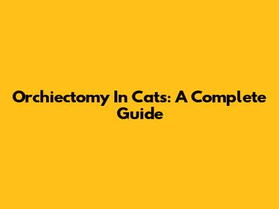 Orchiectomy In Cats: A Complete Guide