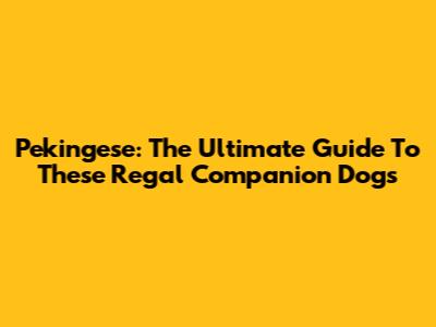 Pekingese: The Ultimate Guide To These Regal Companion Dogs