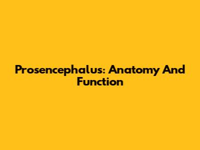 Prosencephalus: Anatomy And Function