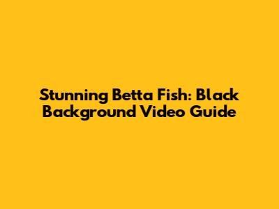 Stunning Betta Fish: Black Background Video Guide